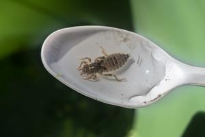 Dragonfly larvae samples were collected as part of the Dragonfly Mercury Project