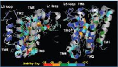 Rhomboid Enzyme (2 of 2)
