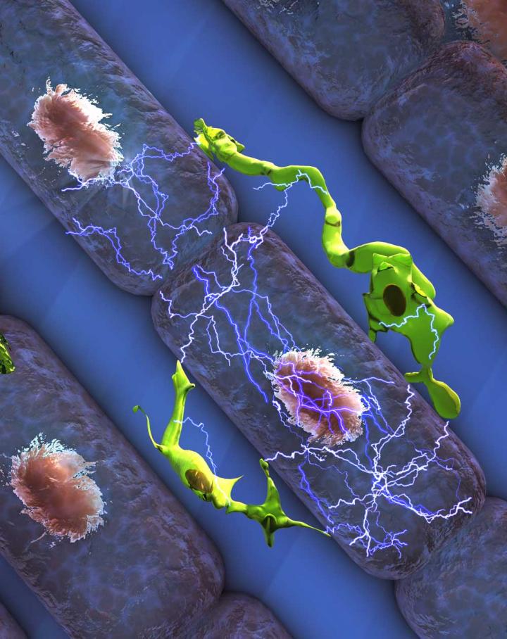Electrophysiological Interactions between Macrophages and Cardiomyocytes