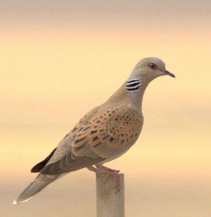 Turtle Dove (1 of 2)