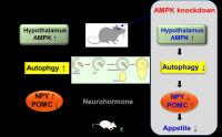 Mechanisms of An Enzyme Activated in the Brain