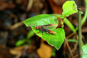Polistes canadensis in the wild
