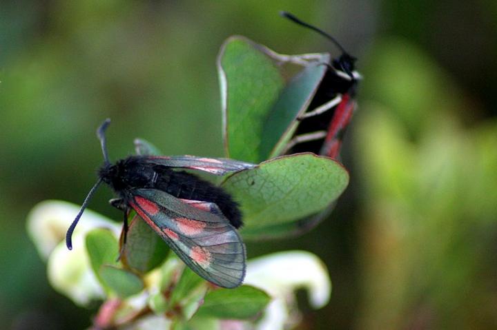 Mountain Burnet Butterflies