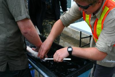 Tagging Fish with Accelerometer Transmitters
