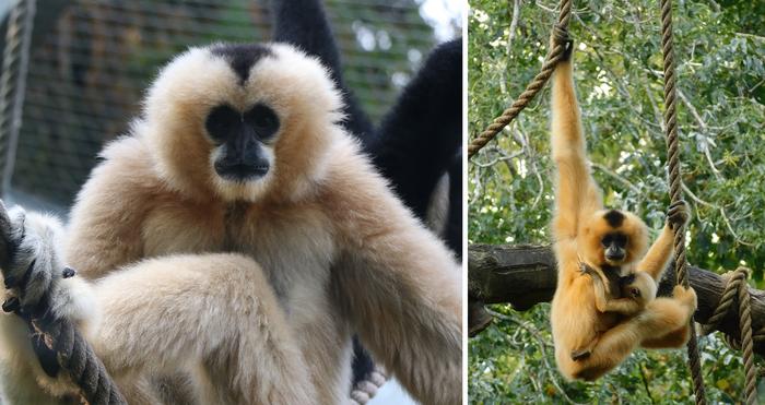 Gibbons