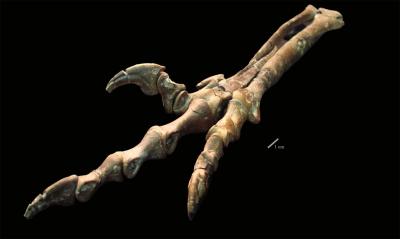 Bones of the Left foot of Talos Sampsoni