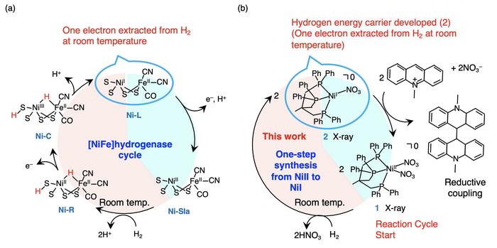Comparing hydrogenases in nature with the compound developed in the current study
