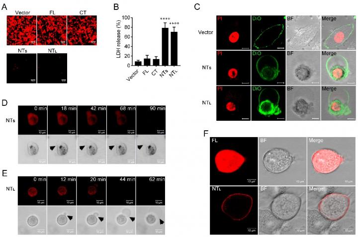 GSDME Induces Pyroptosis