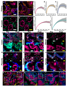 Figure 2: Validation of MAGNIFY in multiple tissue types.