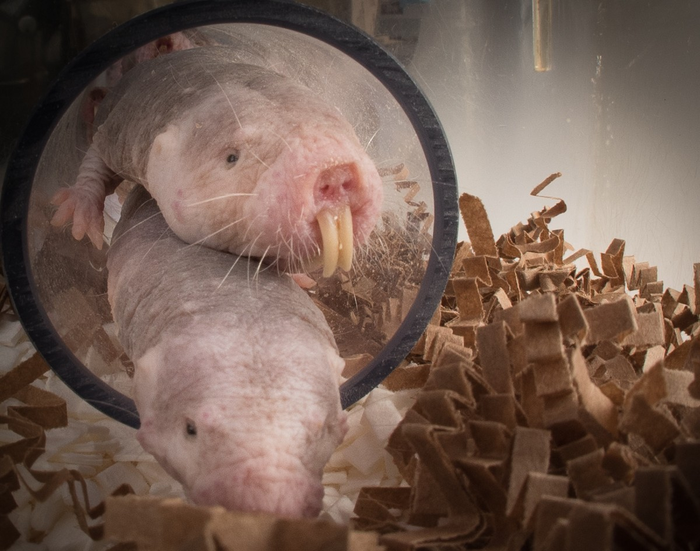 Naked mole-rats part of the Dr. Pamenter’s colony at the University of Ottawa