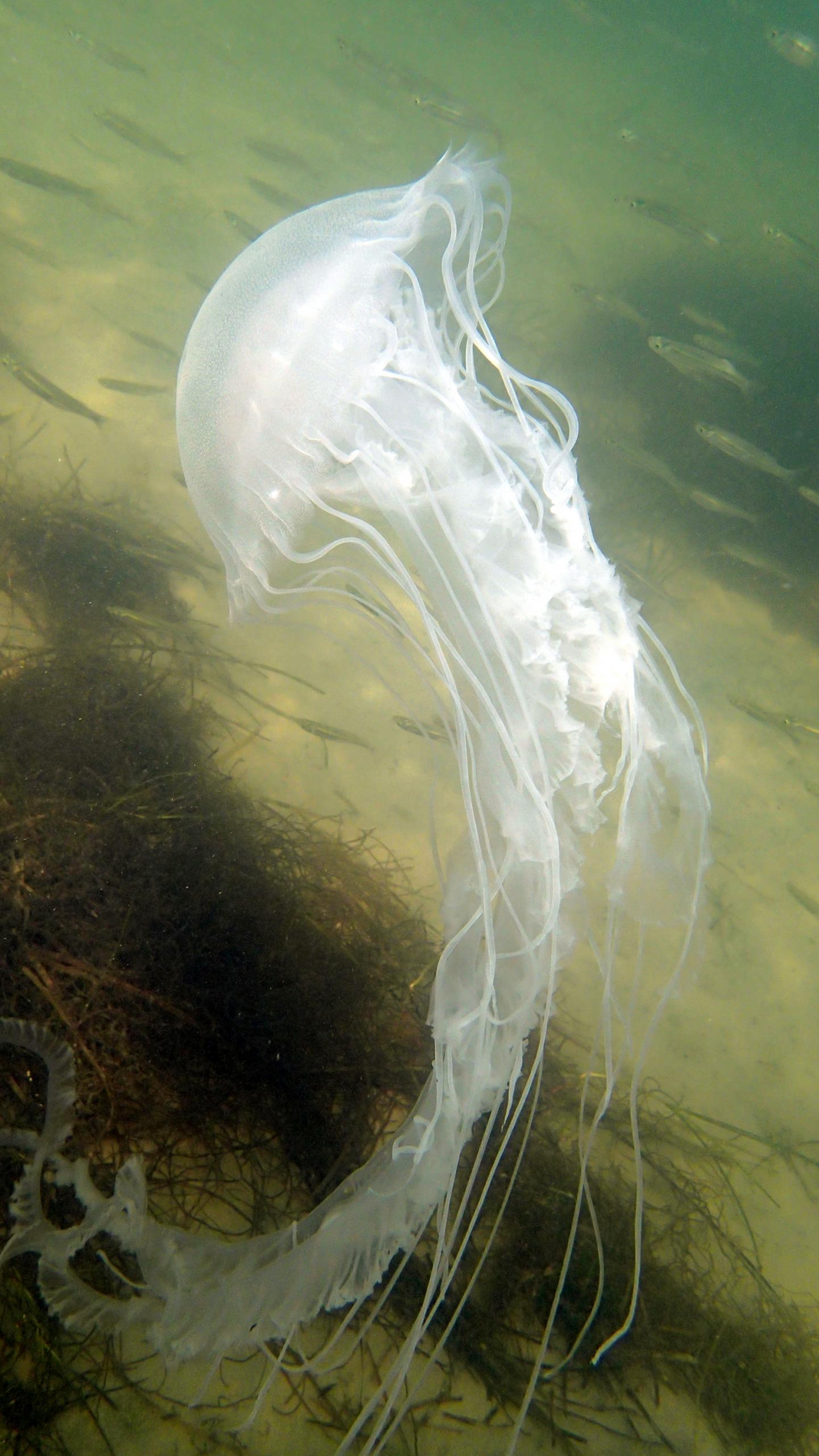 black sea nettle anatomy