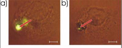 Open Sesame for Microcapsules