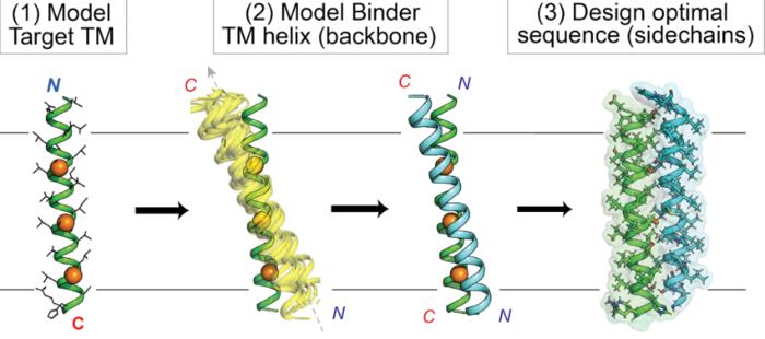 Custom protein design