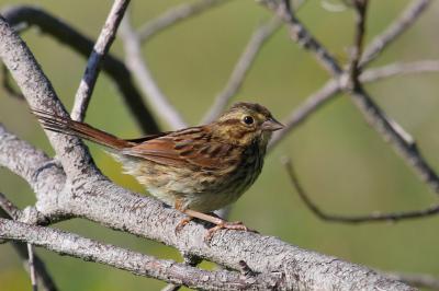 Song Sparrow