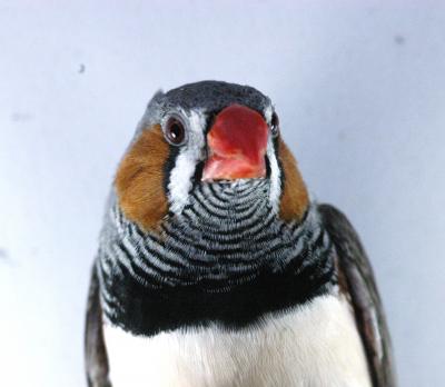 Zebra Finch (2 of 2)