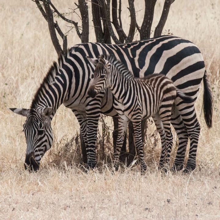 Mother Zebra with Foal