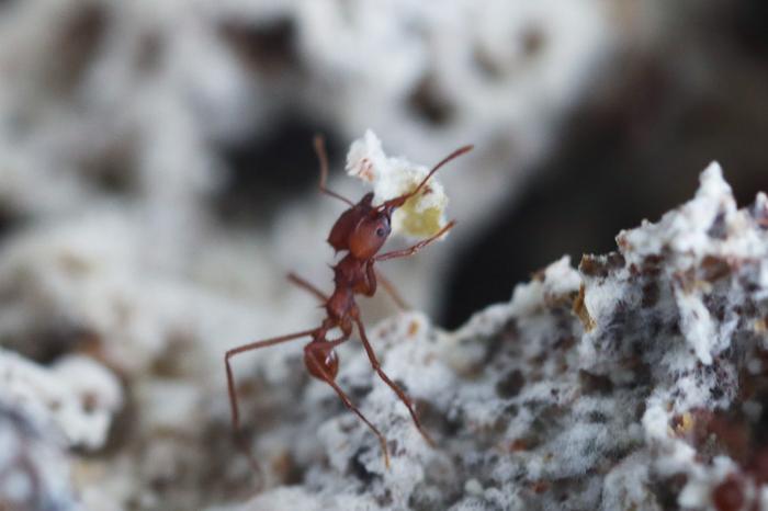 Leafcutter ants recognize and fight pathogen even 30 days after initial contamination, study shows