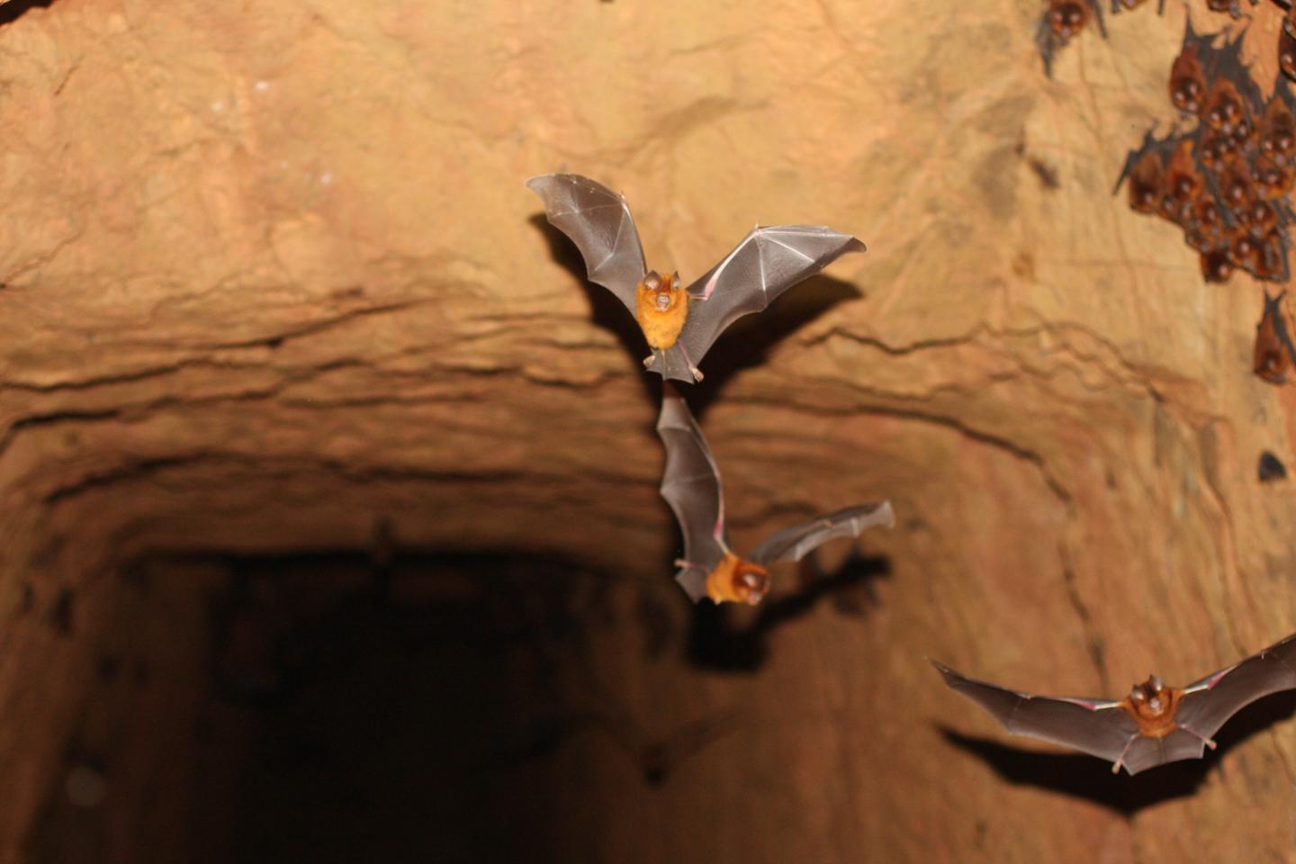 New Bat Species 3