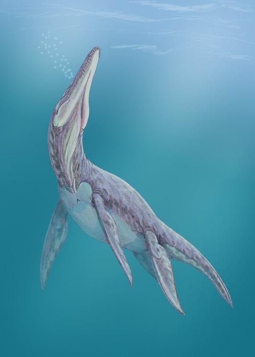 Plesiosaur art