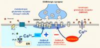 Schematic Depicting The Two Opposing Signaling Pathways For Modulating Gabaa Receptor Positioning