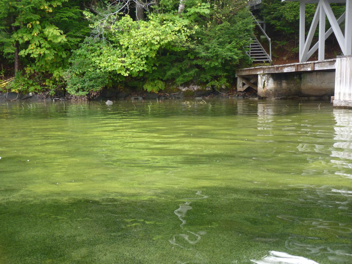 Cyanobacterial Bloom on Lake Sunapee, N.H.