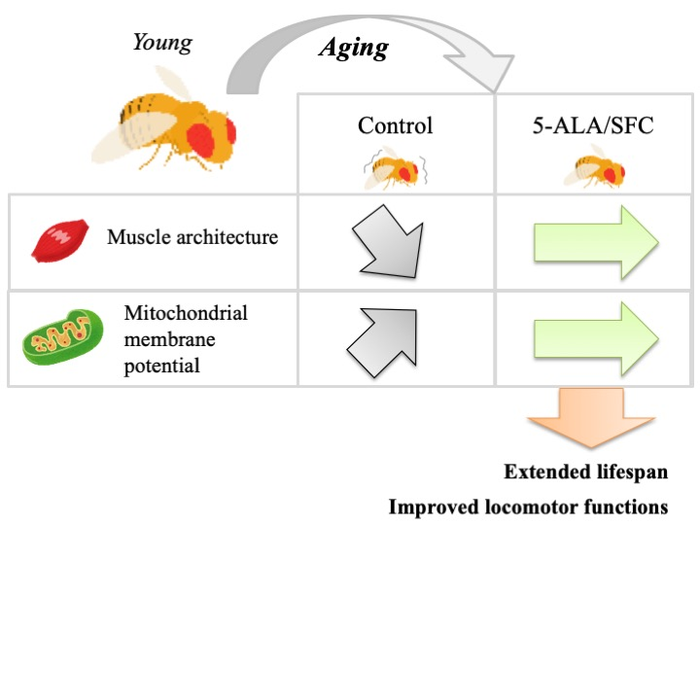 5-ALA/SFC and its impact on age-related muscular decline