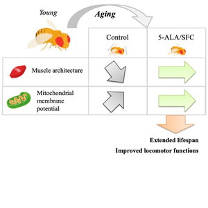 5-ALA/SFC and its impact on age-related muscular decline