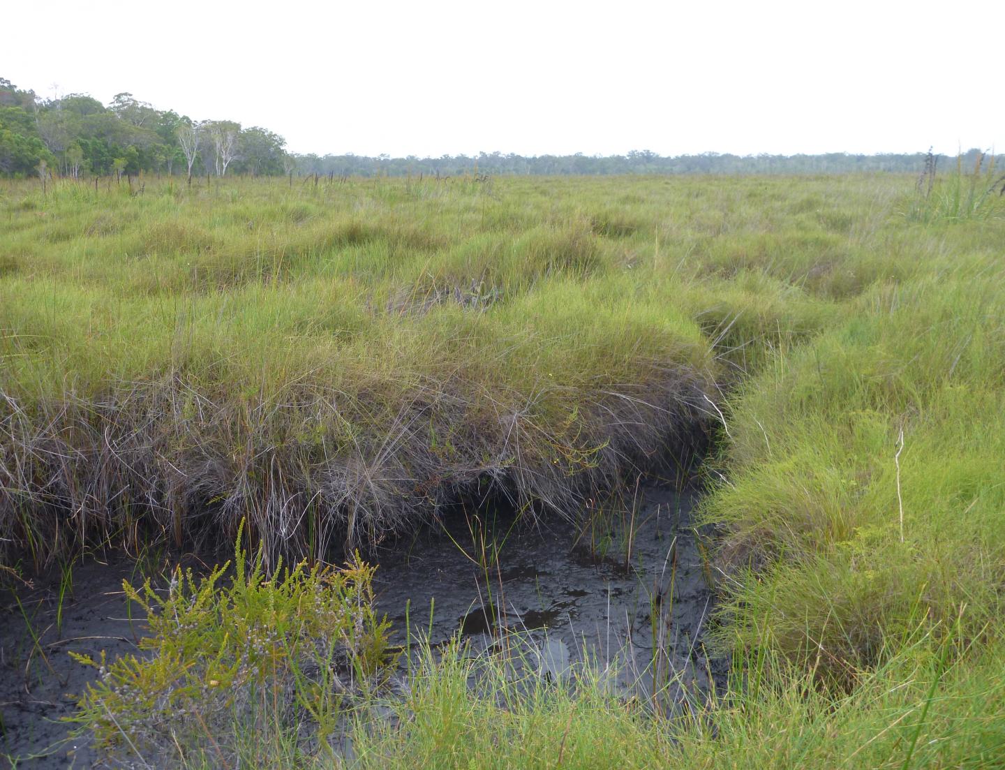 Moon Point Peatlands 