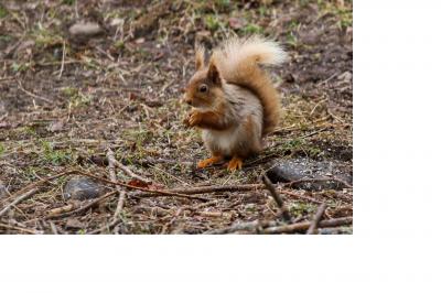 Red squirrel