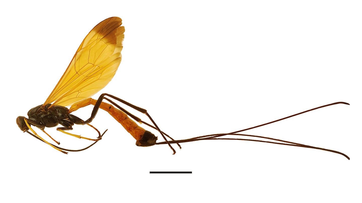 <em>Dolichomitus meii</em> Wasp