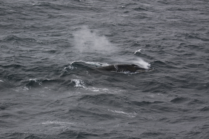 Fin Whale in the Southern Ocean