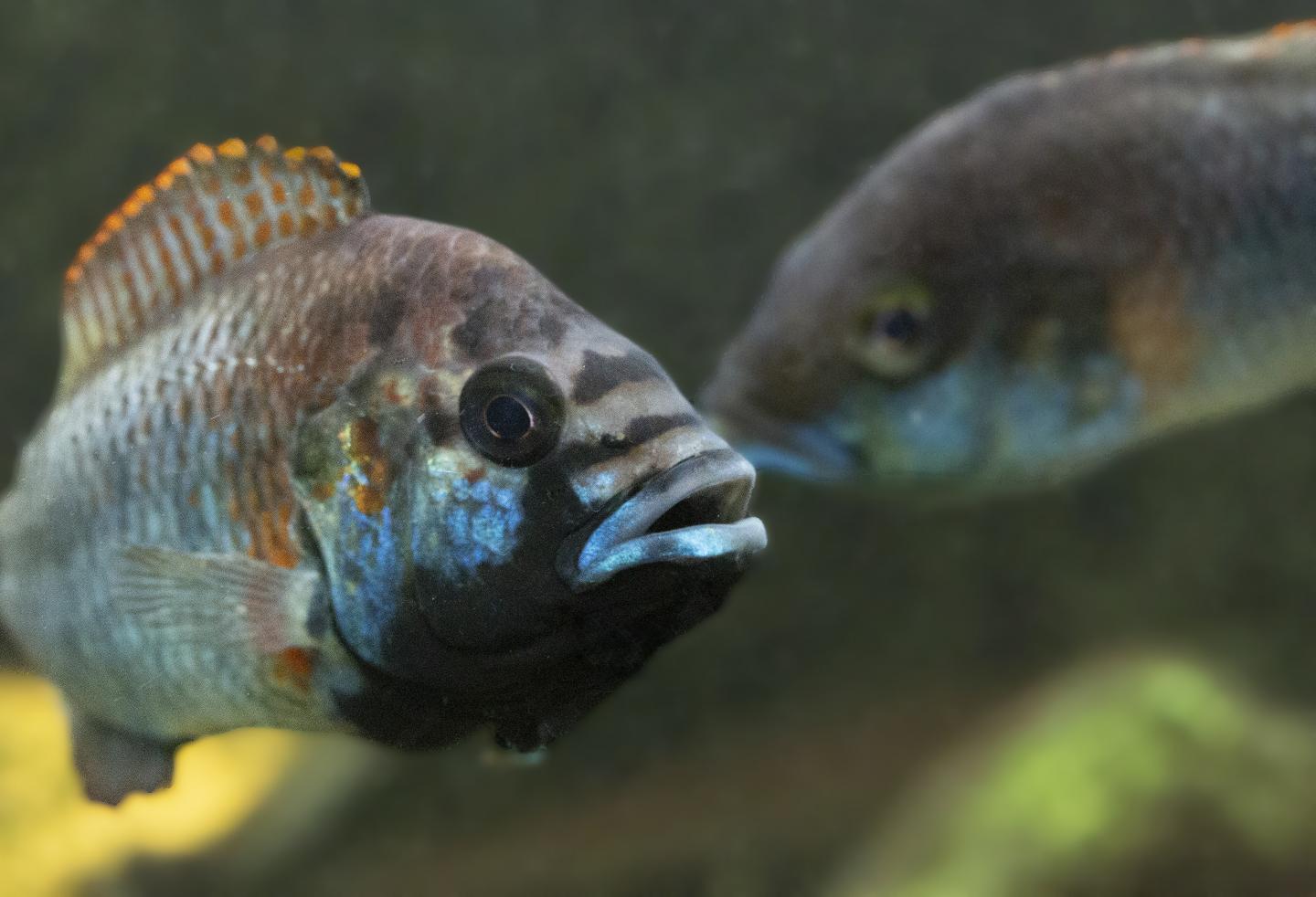 Two males of the cichlid fish Astatotilapia burtoni