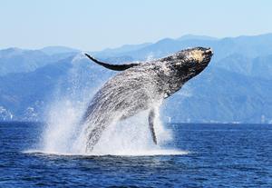 Humpback Whale Off Mexico