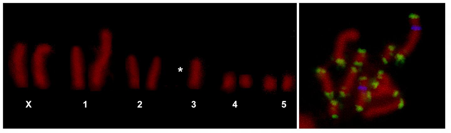Chromosomal Rearrangement in <I>M. persicae</I>