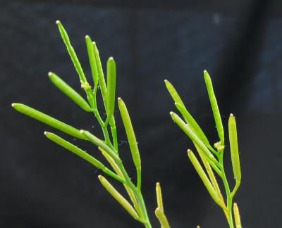 A Cluster of Ripening Siliquae.