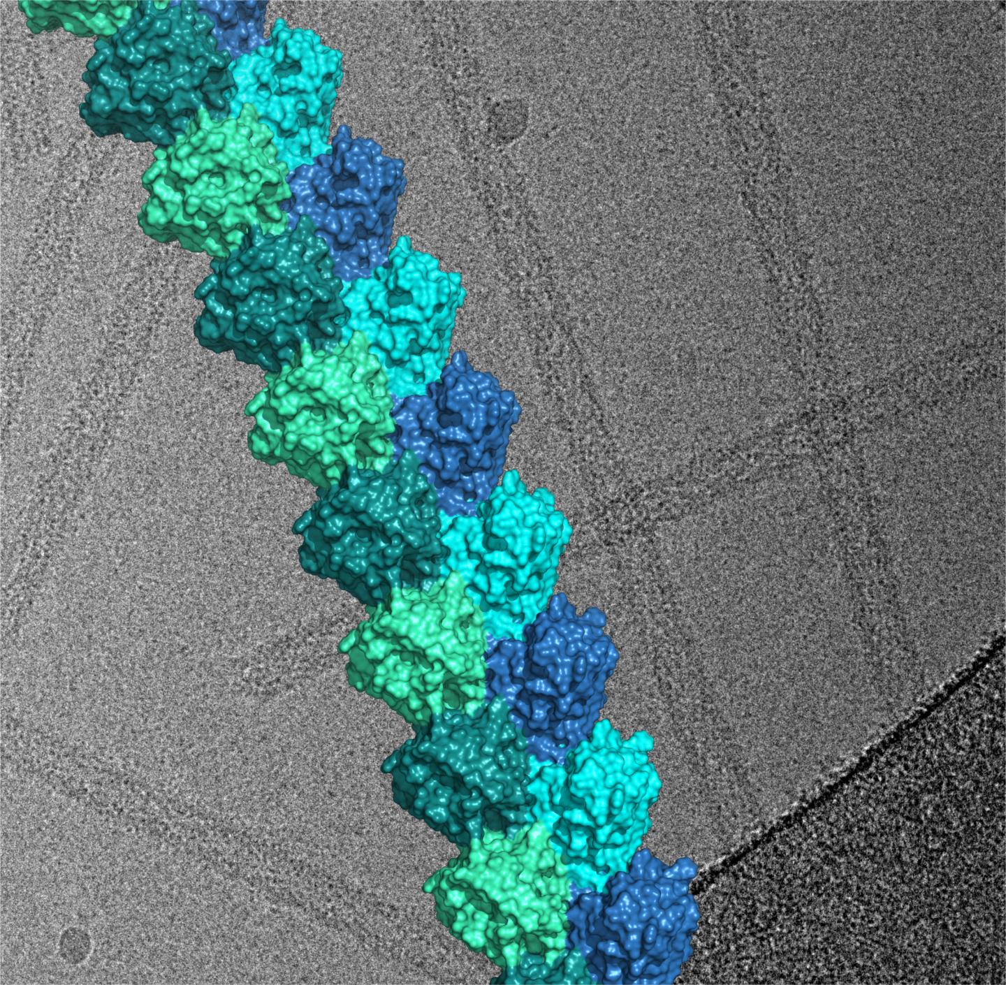 Study Opens New Drug Therapy Targets in a Range of Diseases