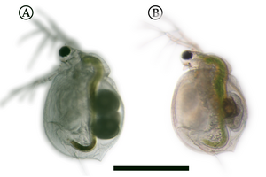 Water flea with and without defences