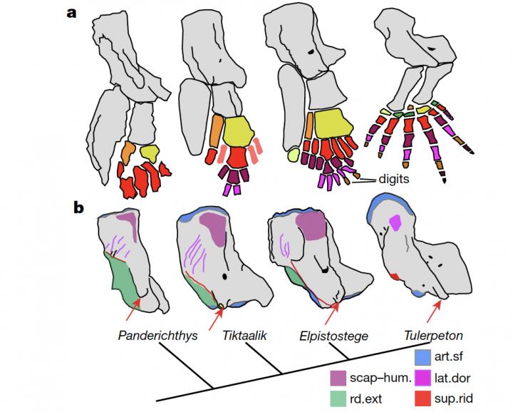 Comparative Anatomy