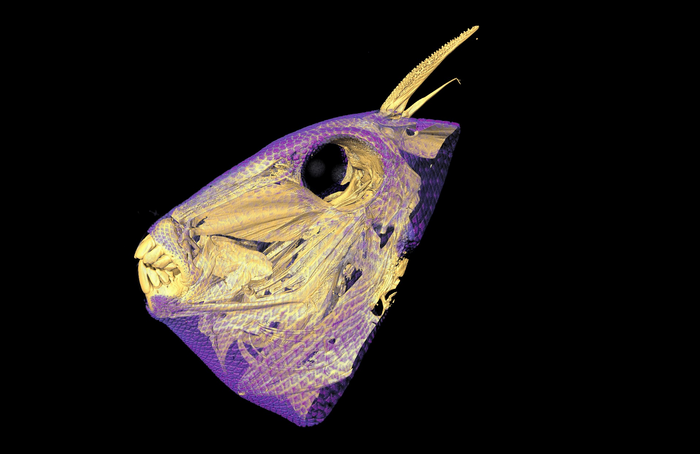 scan of fish skull