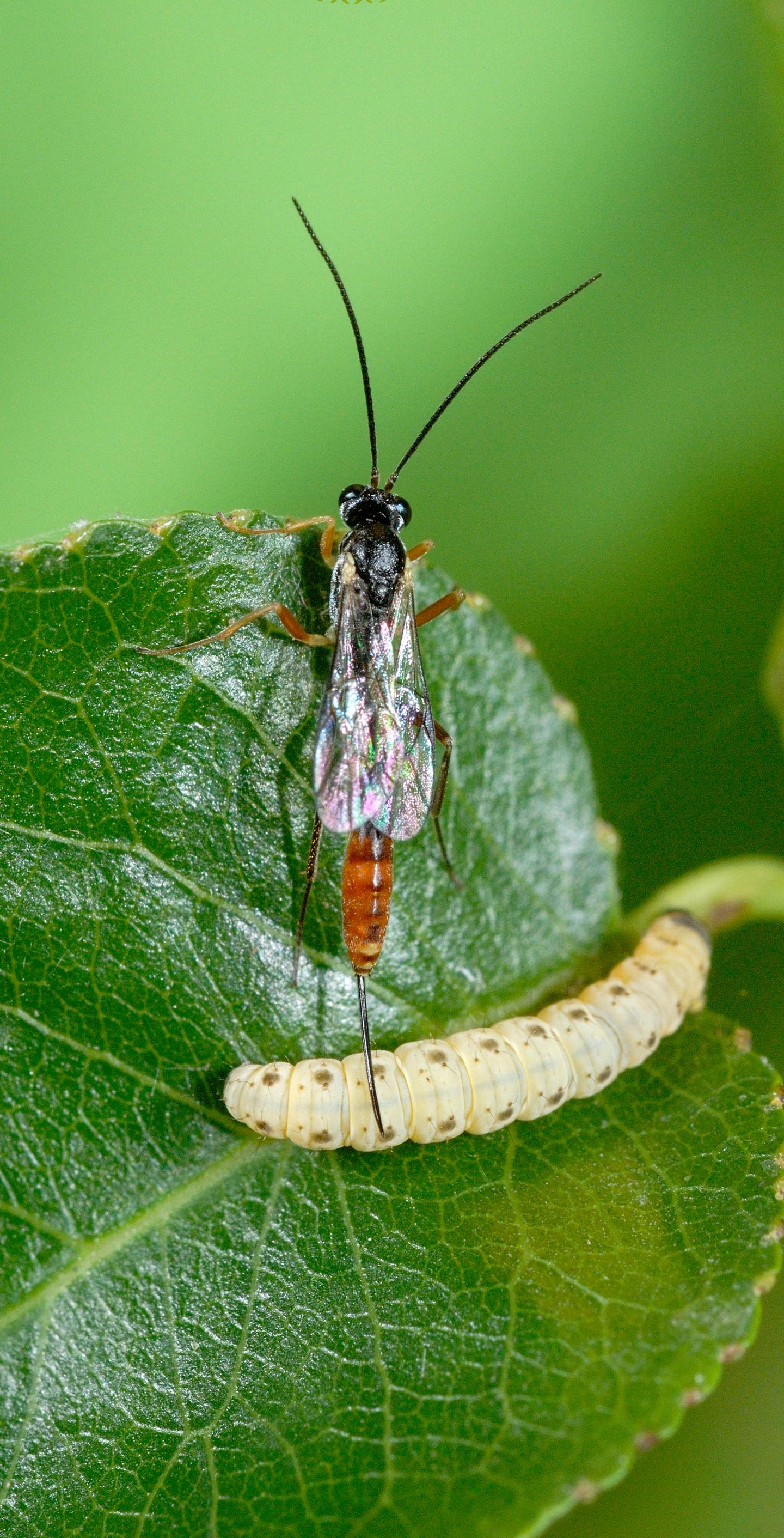 Wasps Captured Viruses in DNA as Part of Evolutionary Mechanism (4 of 8)