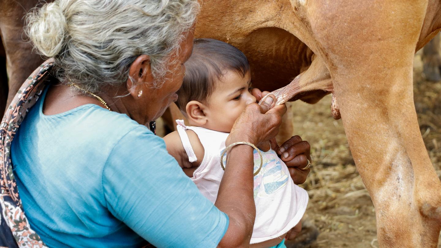 bovine tuberculosis in humans