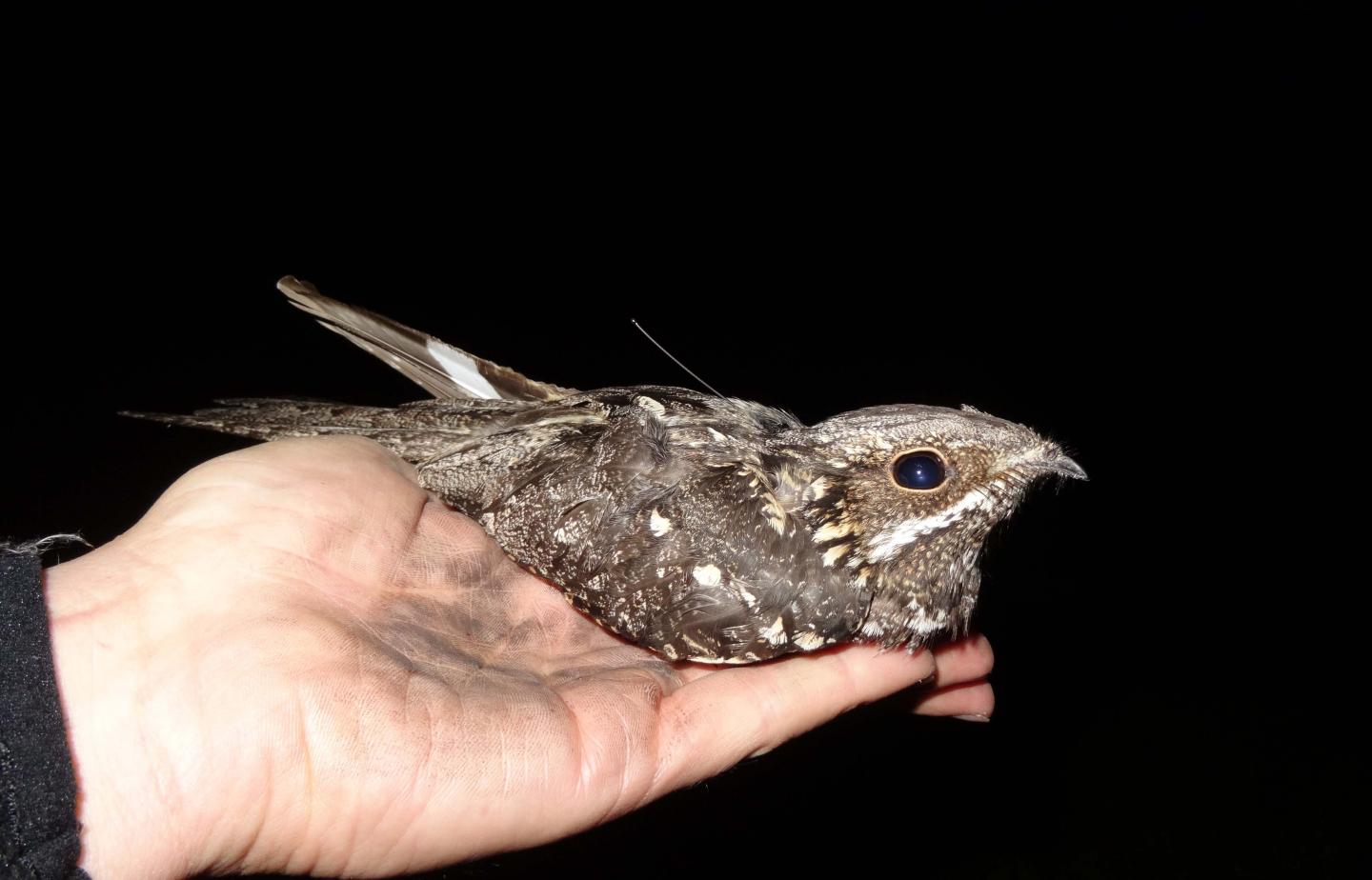 Nightjar with GPS