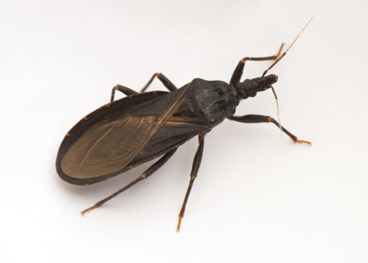 Triatomine Bug [IMAGE] | EurekAlert! Science News Releases