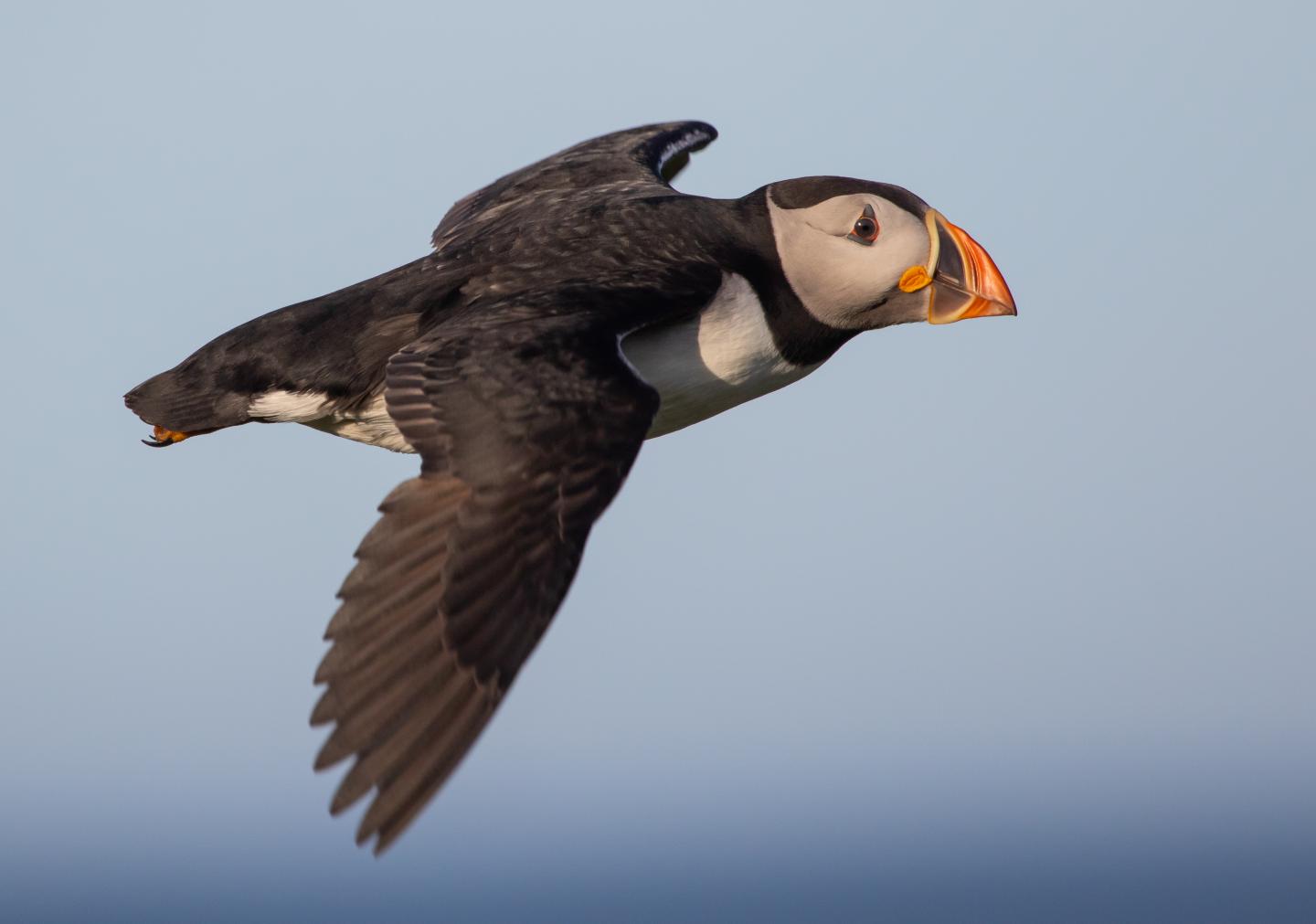 Puffins