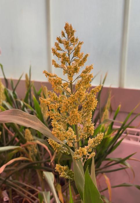 3_ sorghum.jpg