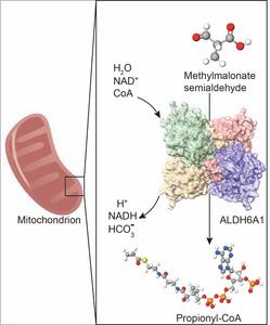 Methylmalonate semialdehyde dehydrogenase ALDH6A1 takes part in the vital catabolic process in mitochondrion.