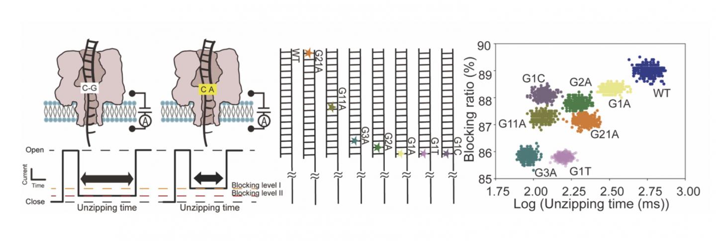 Specific detection of Point-Mutation-Position