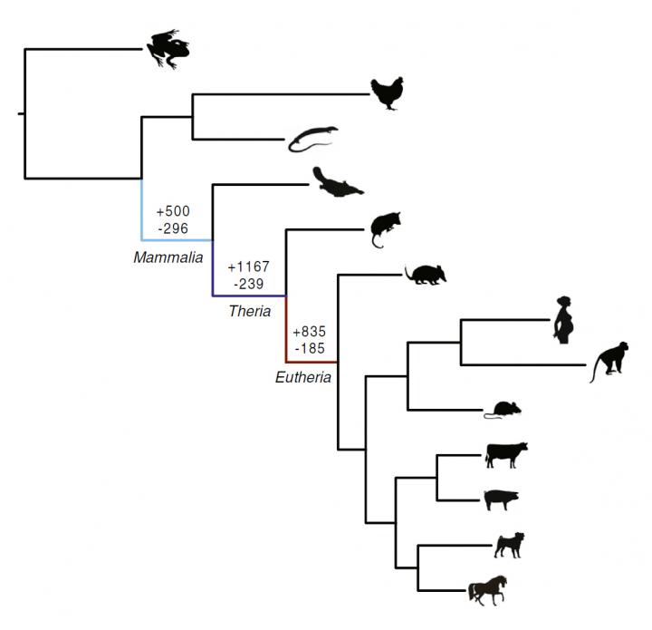 Genes Gained or Lost during the Evolution of Pregnancy