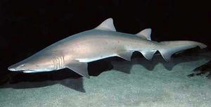 Modern day sand tiger shark.