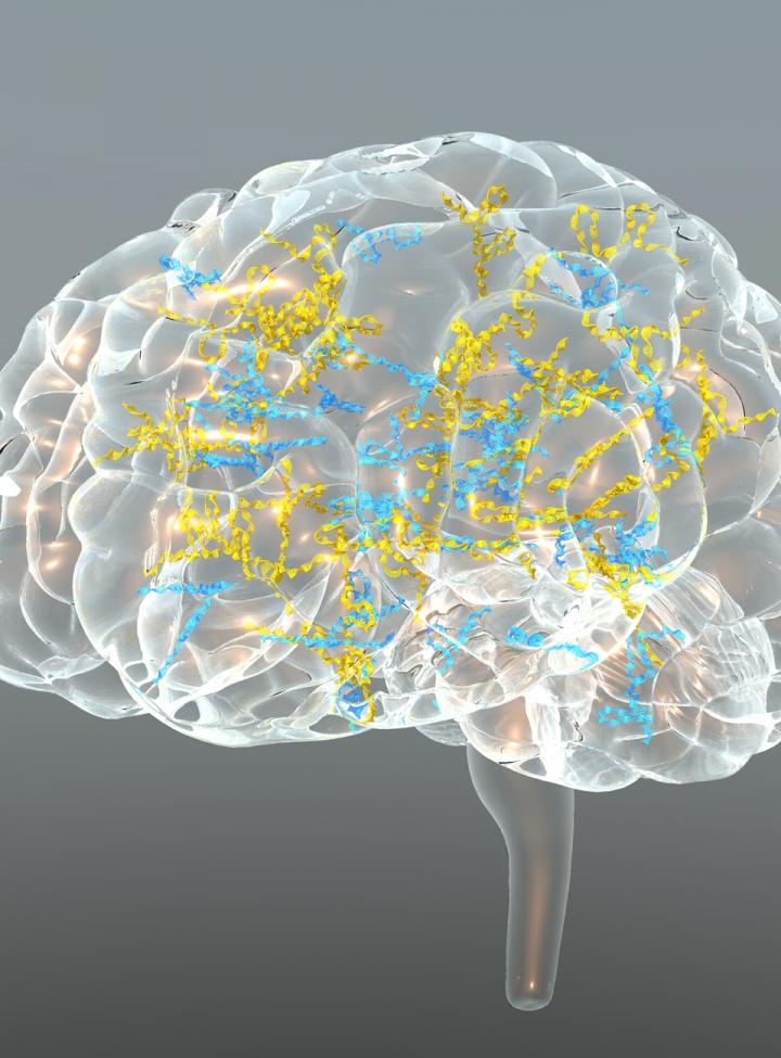 Transcribed Noncoding Elements in the Brain